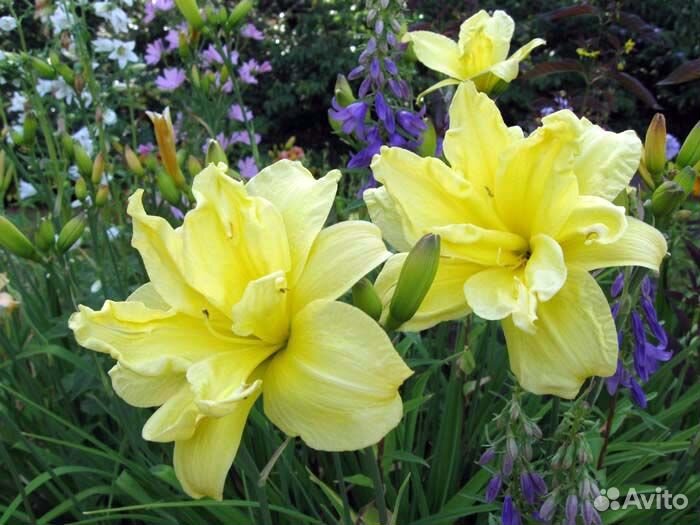 Лилейники махровые