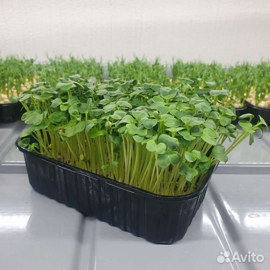 Микрозелень оптом и в розницу, проростки маша