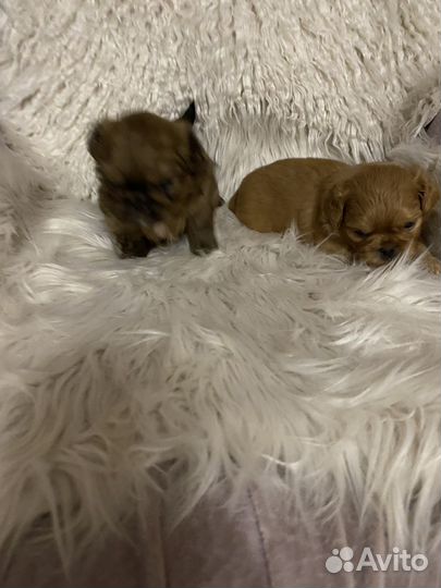 Щенки пекинес с ши -цу два мальчика