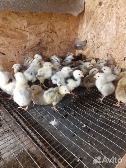 Цыплята суточные