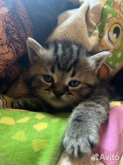 Шотладские котята