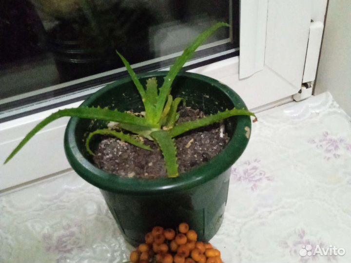 Алоэ вера растение