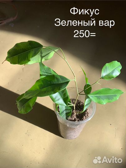 Комнатные растения