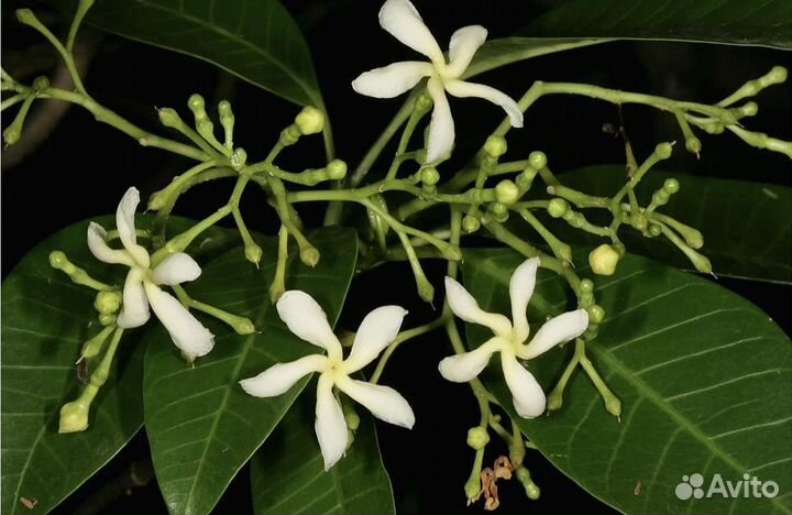 Табернемонтана «Elegans»