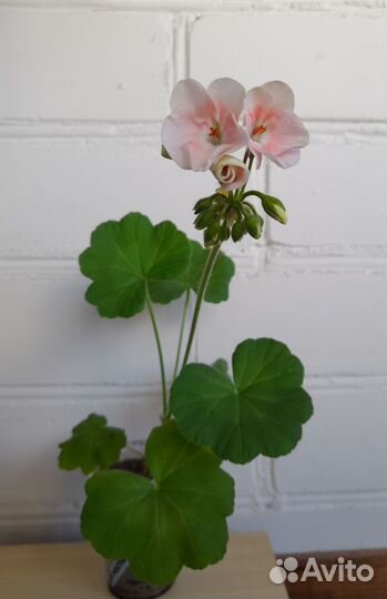 Пеларгония герань