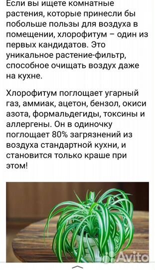 Хлорофитум