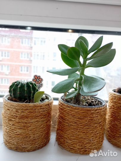 Комнатные растения разные Подарок на Новый год