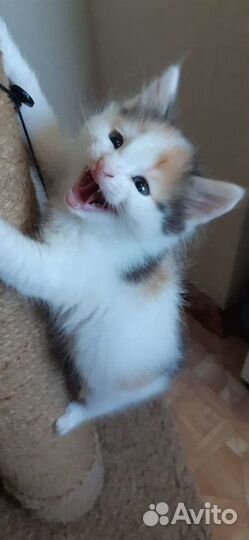 Котят спасли с леса