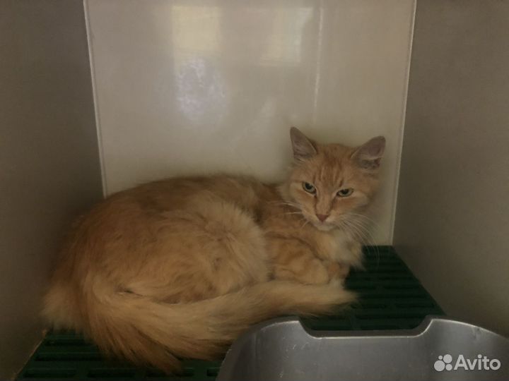 Кошка в добрые руки