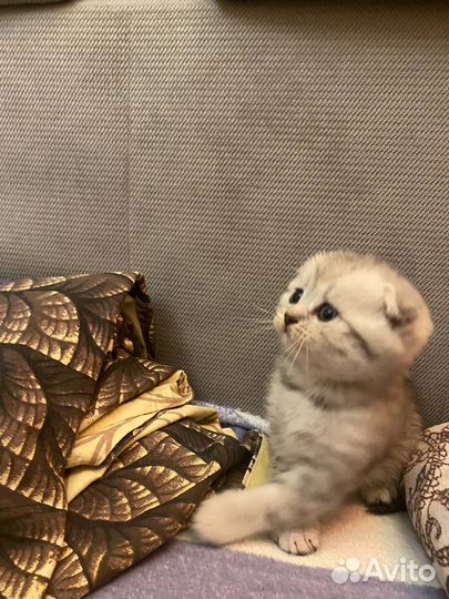 Кошки