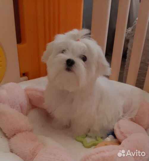 Мальтийская болонка щенки мальтезе