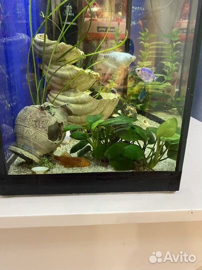 Аквариум с рыбками