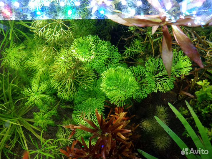 Аквариумные растения