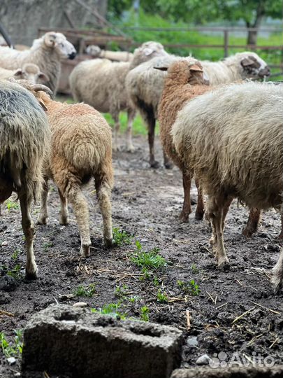 Овцы бараны