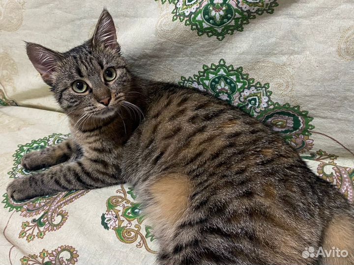 Котенок -девочка