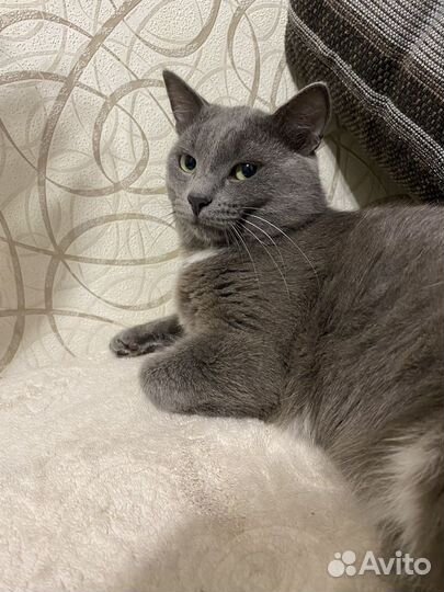 Отдам кота в добрые руки