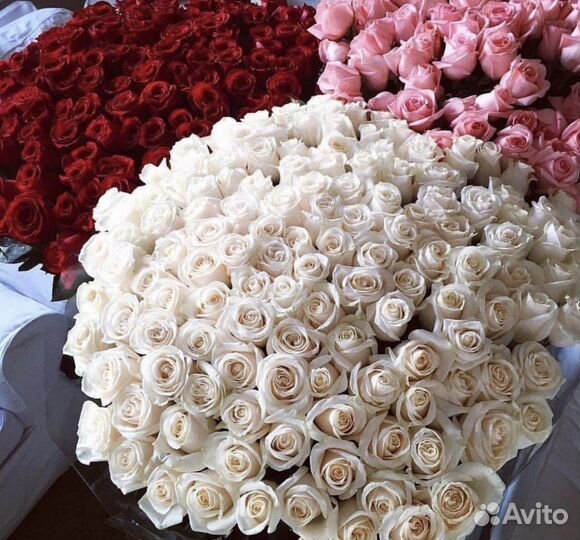 101 Роза Цветы Пионы