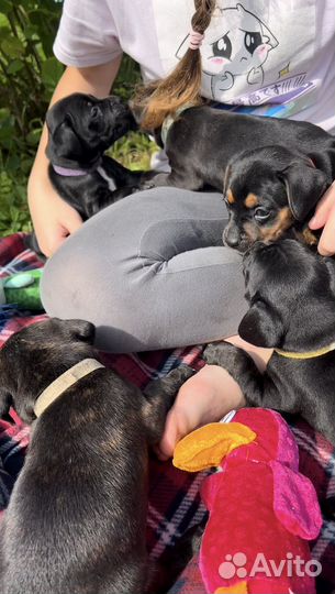 Щенки метисы