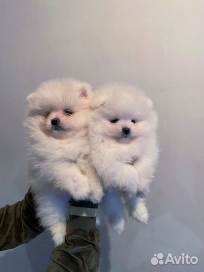 Щенки шпица мини