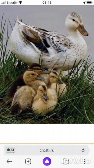 Куры несушки