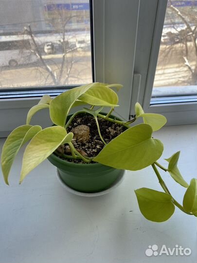 Сциндапсус неон