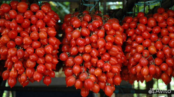 Семена томата Гора Везувий коллекционный