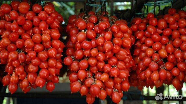 Семена томата Гора Везувий коллекционный