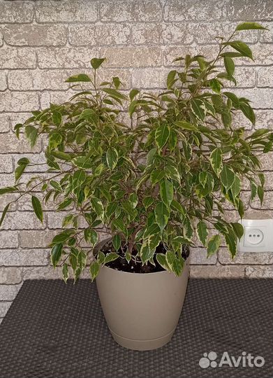 Бенджамина