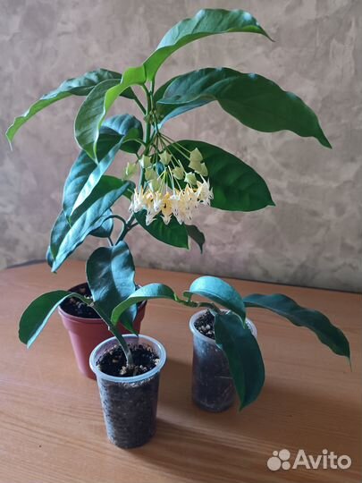 Комнатные растения