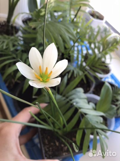 Комнатные растения цветы