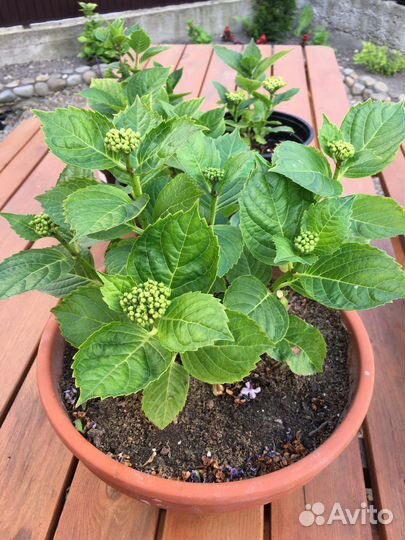 Гортензия крупнолистная