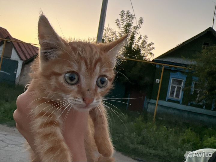 Котята в добрые руки мальчики