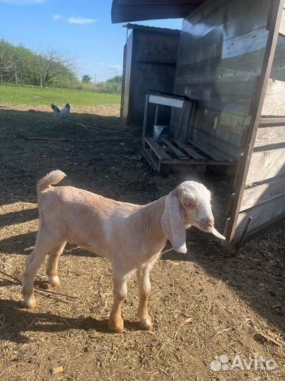 Козлята нубо-камори