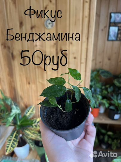 Колеус, аглаонема, пеперомия, ирезине и другие