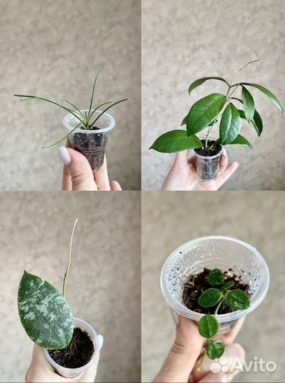 Хойи укорененные