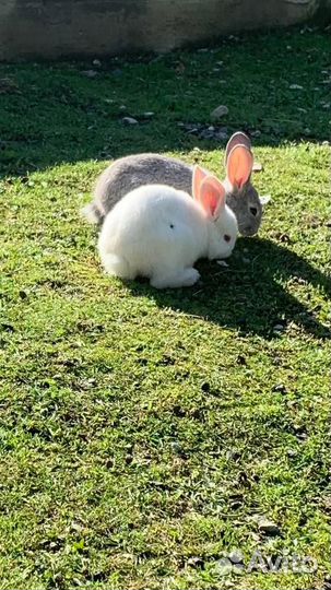 Кролики.Крольчата