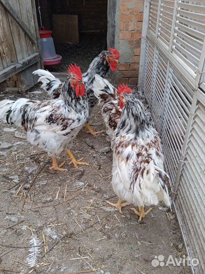 Петухи молодые