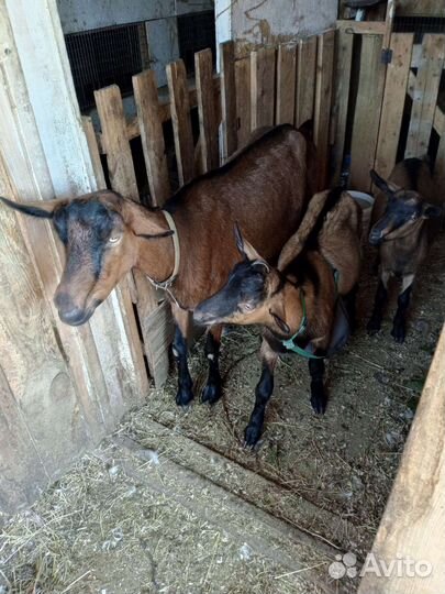 Чешская козочка