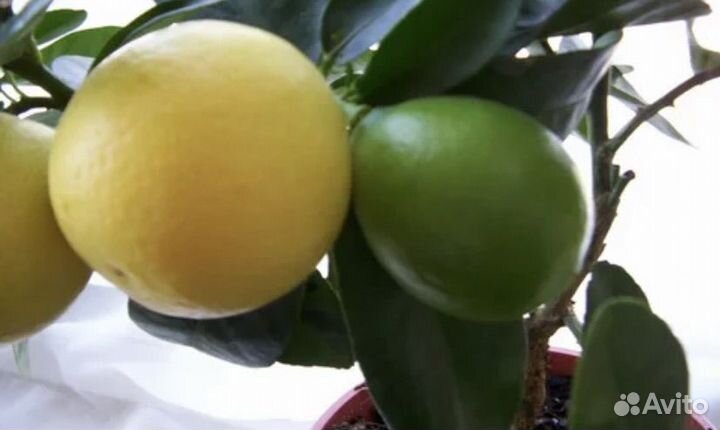 Цитрусы на весну 2024