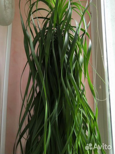 Комнатные растения цветы большие