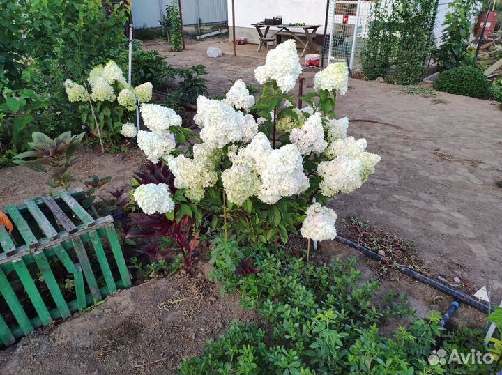 Гортензии метельчавтые 8 сортов