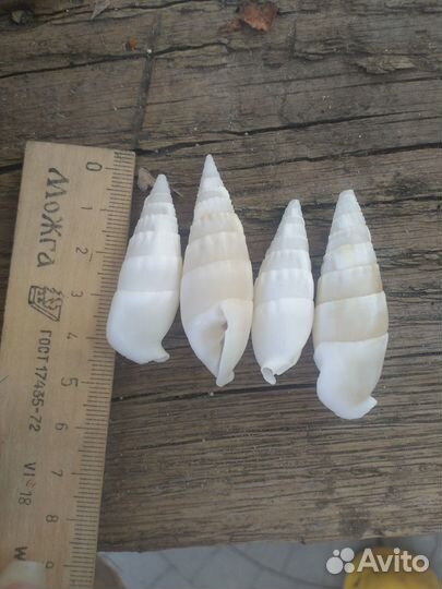 Морские ракушки раковины каури