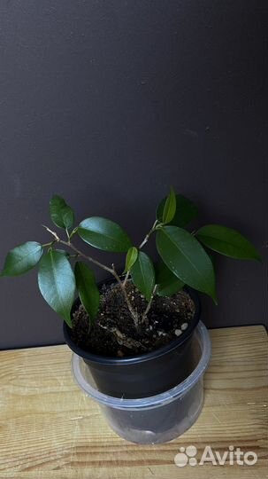 Фикус бенджамина наташа