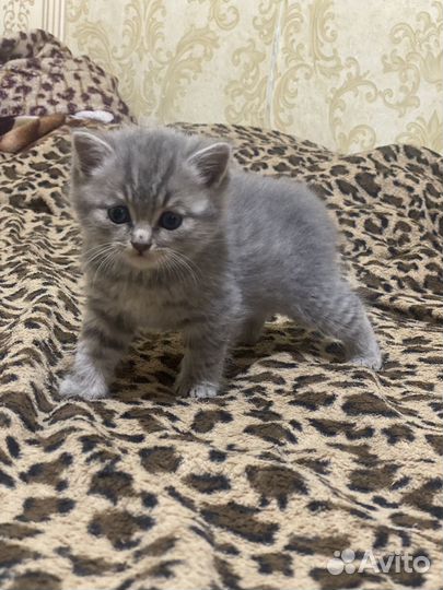 Котенок британка