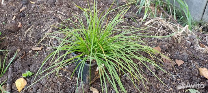 Растения для альпинария