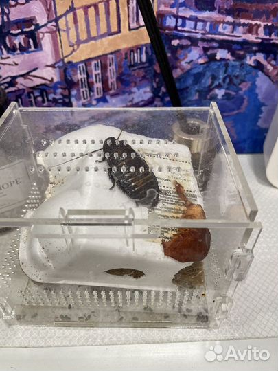 Мадагаскарский таракан