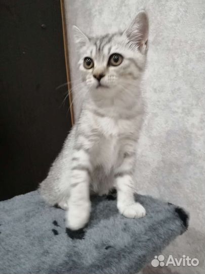 Шотландская