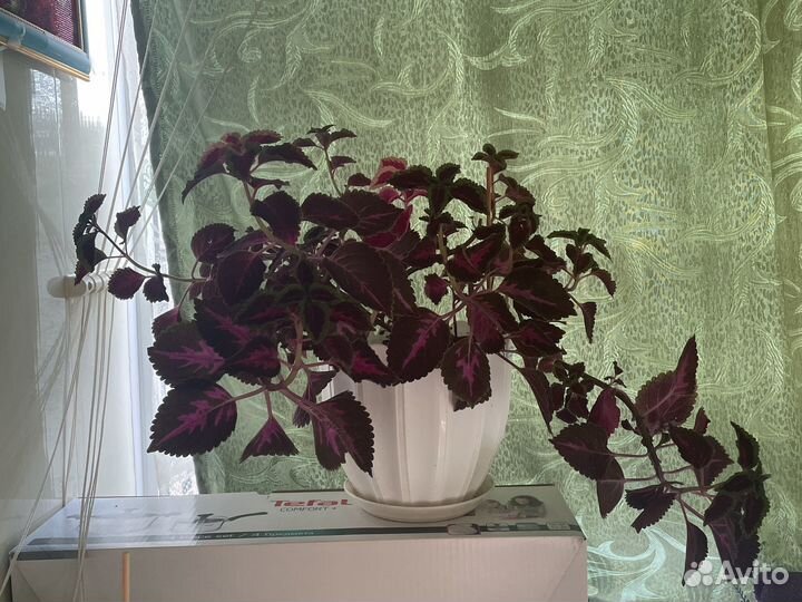 Домашняя красотка