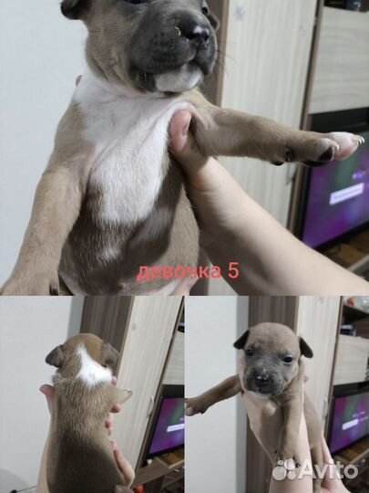 Щенки амстаффа девочки