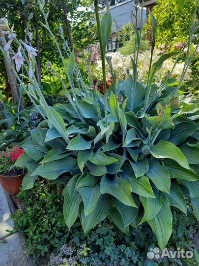 Цветы многолетние